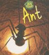 ANT