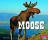 MOOSE