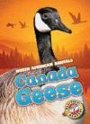 CANADA GEESE