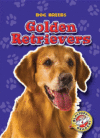 GOLDEN RETRIEVERS