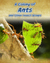 COLONY OF ANTS AND OTHER INSECT GROUPS