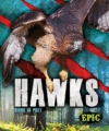 Hawks ( Birds of Prey )