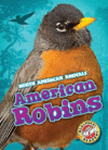 AMERICAN ROBINS