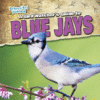 BIRD WATCHER'S GUIDE TO BLUE JAYS