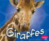 GIRAFFES