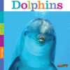 DOLPHINS (SEEDLINGS)