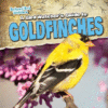 BIRD WATCHER'S GUIDE TO GOLDFINCHES