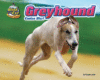 GREYHOUND : CANINE BLUR!