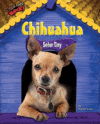 CHIHUAHUA : SENOR TINY