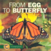 FROM EGG TO BUTTERFLY (START TO FINISH)