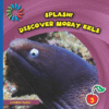DISCOVER MORAY EELS (LB)