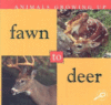 FAWN TO DEER