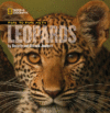 Face to Face With Leopards (HC)