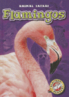 FLAMINGOS