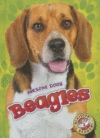 BEAGLES