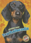 DACHSHUNDS