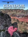 CONDOR : SPIRIT OF THE CANYON