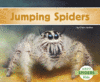 Jumping Spiders