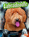 Labradoodle: A Cross Between a Labrador Retriever
