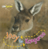 JOEY TO KANGAROO
