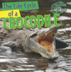 LIFE CYCLE OF A CROCODILE