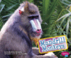 MANDRILL MONKEYS