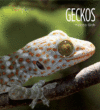 Geckos  ( Living Wild )