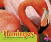 Flamingos ( Colorful World of Animals )