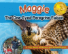 Maggie the One-eyed Peregrine Falcon