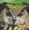Owls