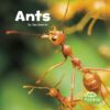Ants ( Little Critters )
