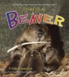 Beaver (Life Cycle of A...)(LB)