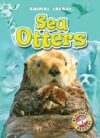 Sea Otters (Animal Safari)