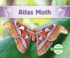 Atlas Moth (LB)