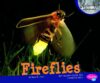 Fireflies (Nocturnal Animals)