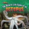 Bizarre Life Cycle of an Octopus ( Strange Life Cy