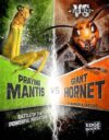 Praying Mantis vs. Giant Hornet: Battle of the Po