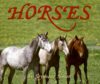 Horses!: A My Incredible World Picture Book for Ch