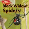 Black Widow Spiders (Animal Cannibals)