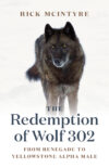 Redemption of Wolf 302: From Renegade to Yellowsto