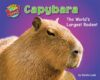 Capybara