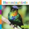 Hummingbirds ( Seedlings )