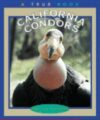 CALIFORNIA CONDORS