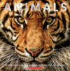 Animals: Witness Life in the Wild Featuring 100s