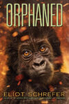 Orphaned #4 ( Ape Quartet )
