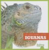 Iguanas (My First Animal Library)