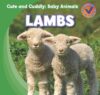 Lambs (Cute and Cuddly: Baby Animals)