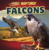 Falcons (Raptors!)