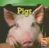 Pigs (Animals That Live on the Farm)