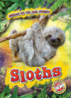 Sloths (Animals of the Rain Forest)